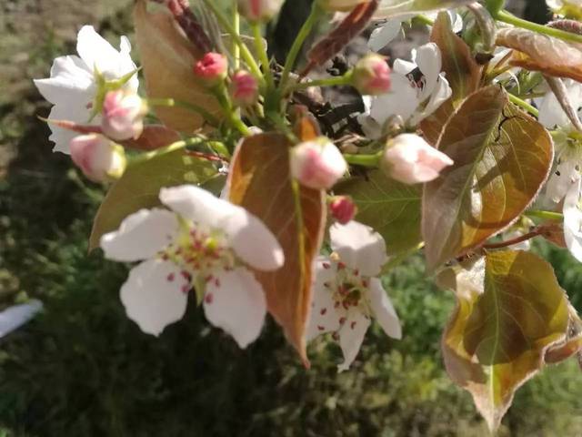 一日游 | 永川黄瓜山梨花,桃花岛桃花 赏花一日游30号