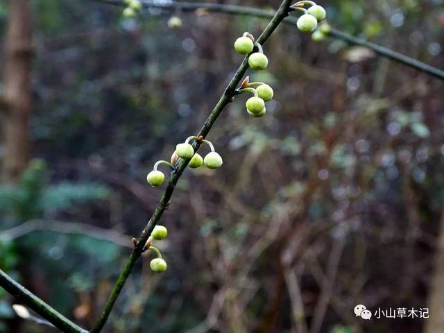 别名:山苍树,木姜子,毕澄茄,澄茄子,豆豉姜,山姜子,臭樟子,赛梓树,臭