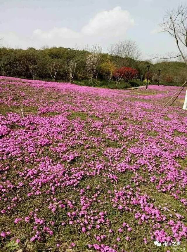 龙灵山生态公园的芝樱花盛开清明假期将是最佳观赏期