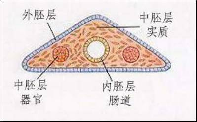 动物志 具有假体腔的动物