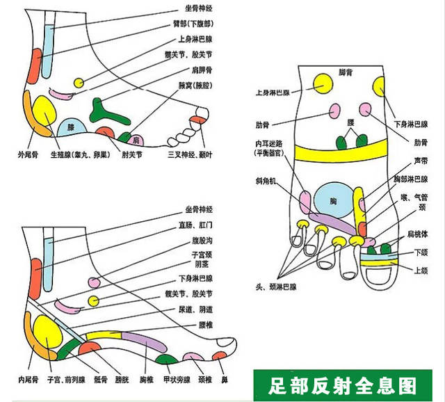 16.用拇指桡侧在甲状腺反射区由后向前推按5～7次.