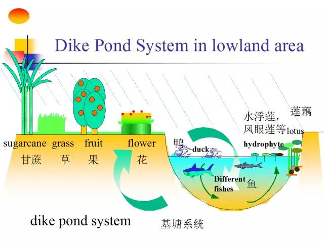 立体农业,让药材种植充满效益!