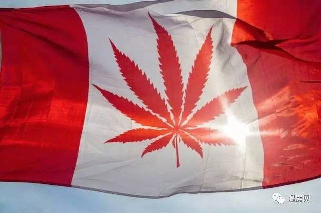 股价暴涨!大麻产业将成加拿大重要经济支柱?自