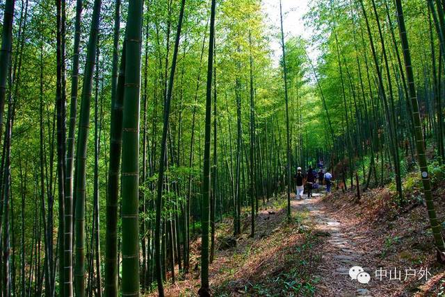 溪古线沿途需要翻越多个小山头,穿越树林,竹林,枫林,走过山路