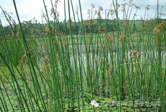 鄱阳湖湿地有多少种类植物?