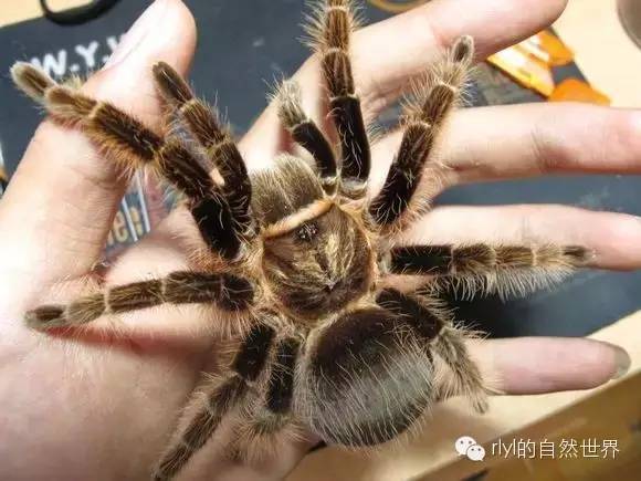 洪都拉斯的热带雨林,非常经典的宠物捕鸟蛛种类之一,整个brachypelma