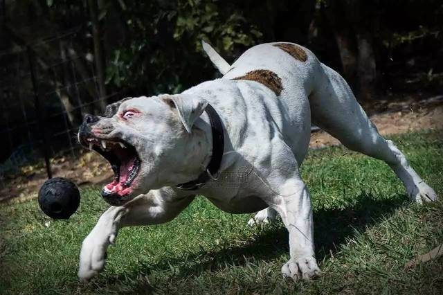 3只斗牛犬咬死13岁博美:主人都怕了!