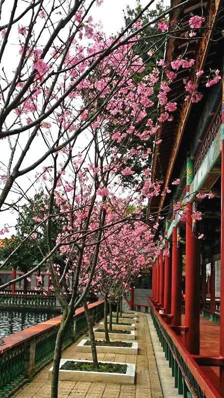 【樱花节送门票】4月1日宝墨园樱花节开幕式邀你观礼!