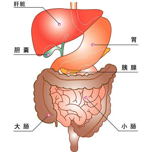 你身体各器官有作息时间,再不对自己好点就晚了!