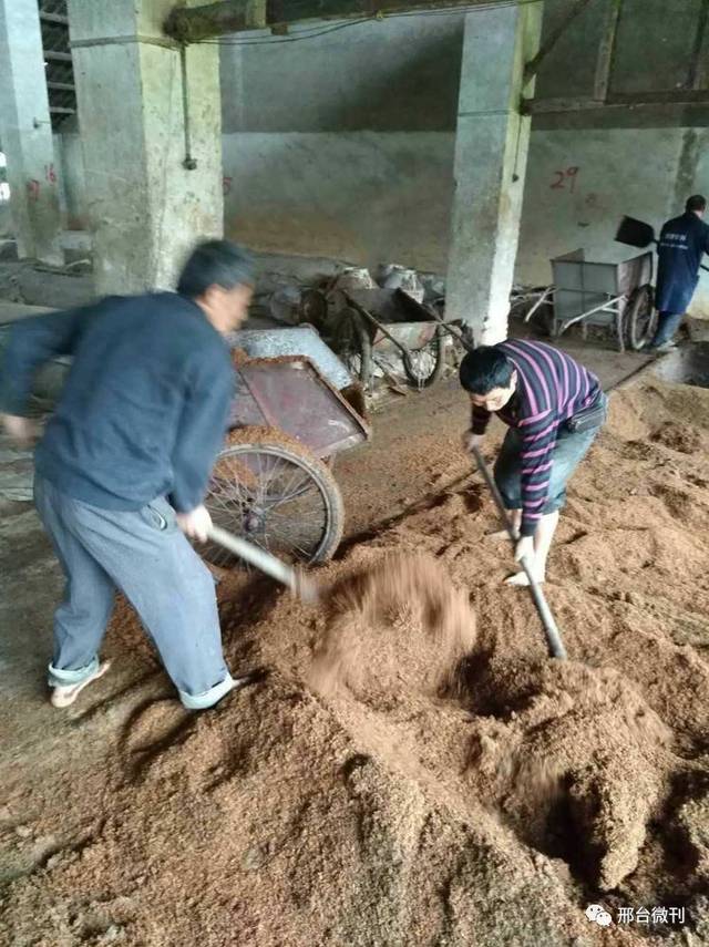 四川基地工人正在窖池中挖掘窖泥和酒糟,并装车运往河北顺府酒业.