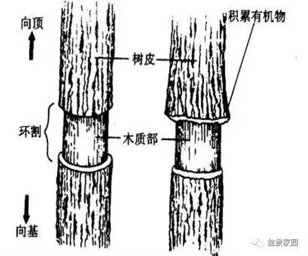 (点滴)盆景根不好的解决方法--环剥换根法