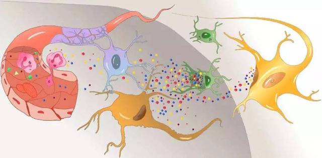 大脑时间和行为的刻度盘:星形胶质细胞