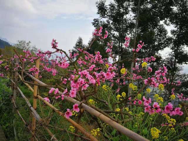 赏花踏青就到彭州葛仙山