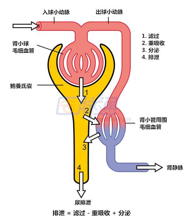 肾结构变化在组织学上称为"肾硬化",包括肾小球硬化,肾小管萎缩,间质