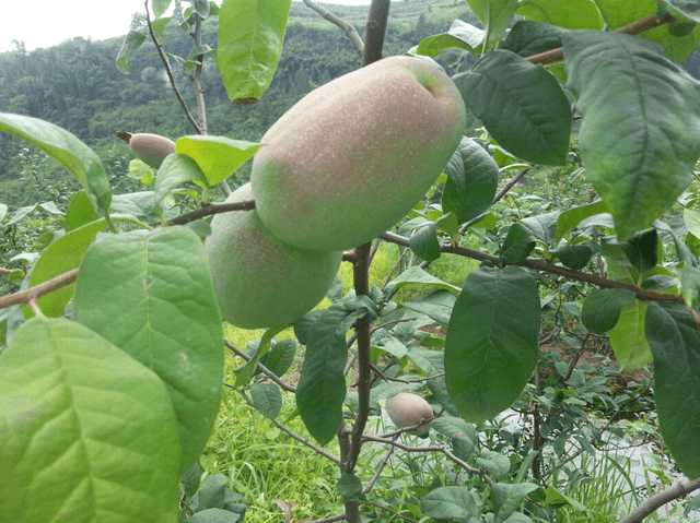 5,野木瓜,这个是很好的中药,产妇拿来煲汤适合身体恢复.