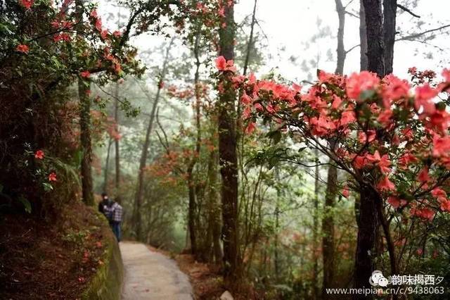 每年的三～四月,位于揭西县五经富镇的龙山风景旅游区,杜鹃