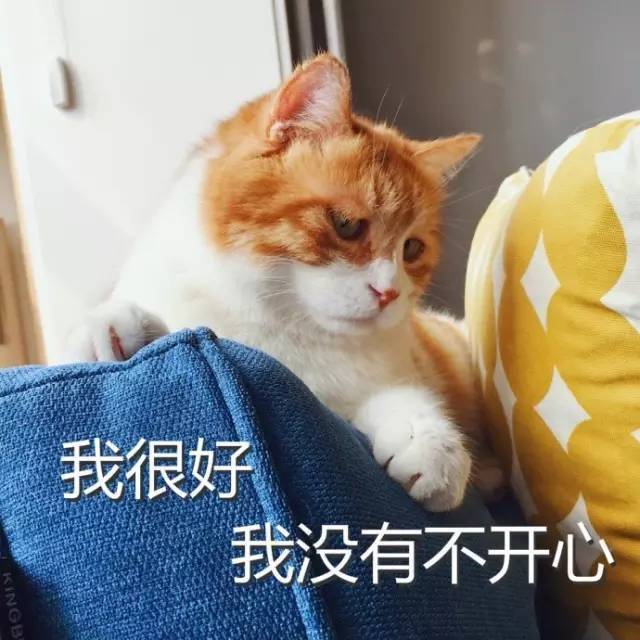 两只猫相拥而睡 而这只名叫日日的单身猫 却在一旁暗自神伤 她叫吴军