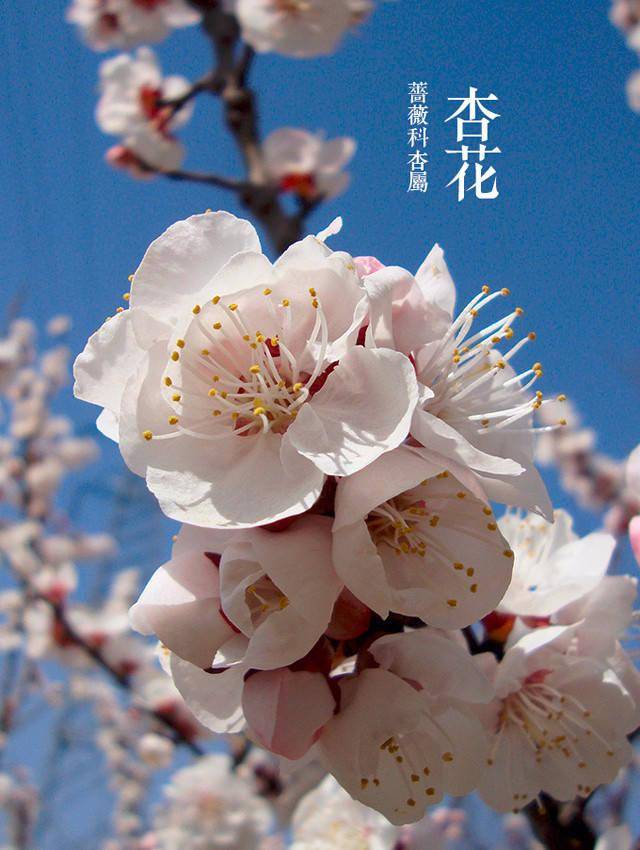 杏花树皮斑驳色黑,花朵大而白,花期短,花根部的红色花萼反折.