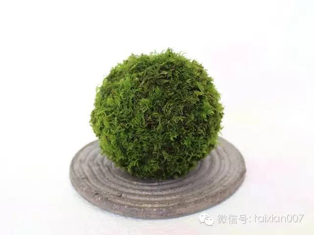 苔藓微信推荐|苔玉作品集