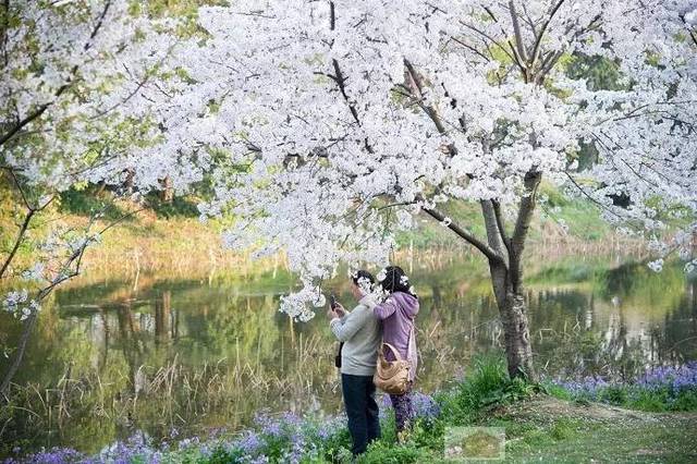南京其实有不少赏樱的好地方,若不想在鸡鸣寺扎堆,隔壁玄武湖的樱花开