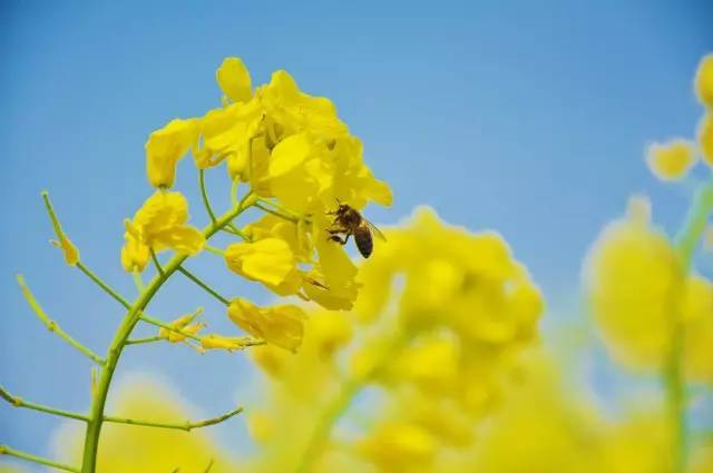 悠"澜"岁月 4月油菜花田 惊艳了整个春天