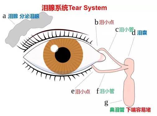 泪腺是分泌眼泪的部位,起到清洁眼睛,滋润眼球的作用.