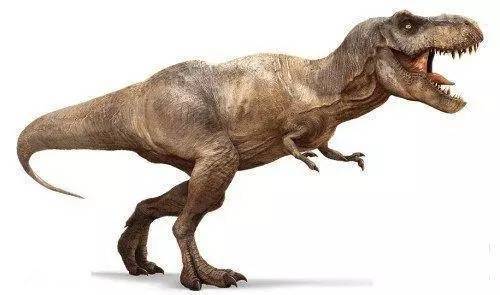 霸王龙 霸王龙,即雷克斯暴龙,属暴龙科中体型最大的一种,同时也是体型