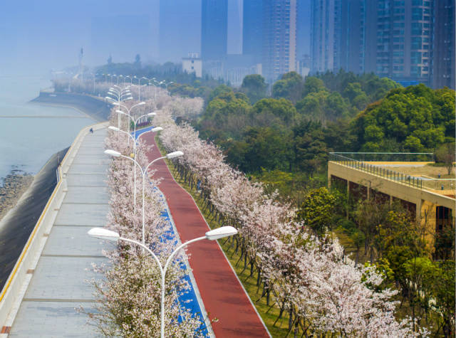 伴着钱塘江畔的丝丝柔风细雨 最美跑道分分钟变成了樱花大道