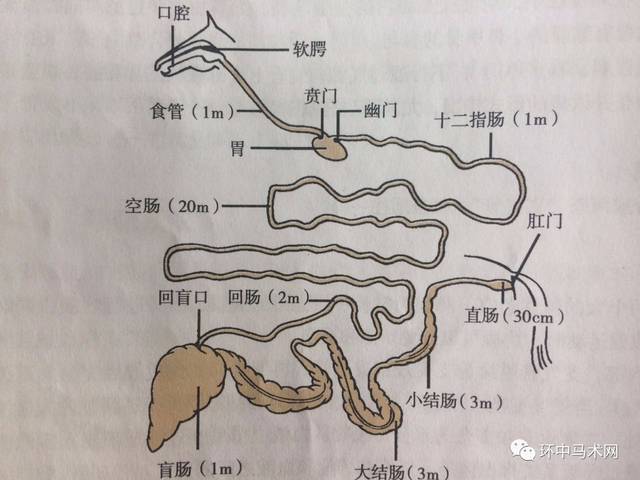 消化系统简图