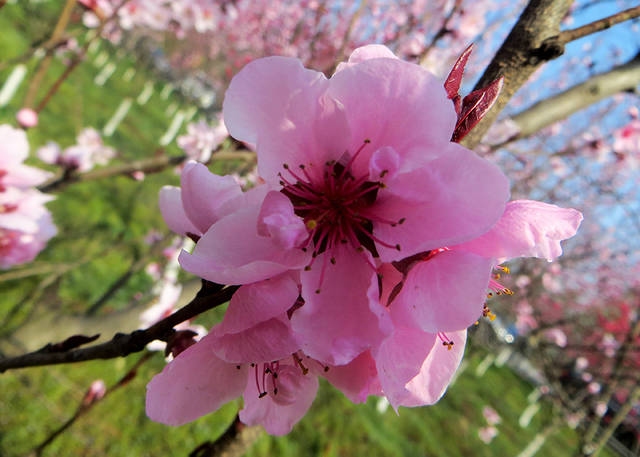 【最美春天】春风十里艳阳天,长安王莽桃花缘