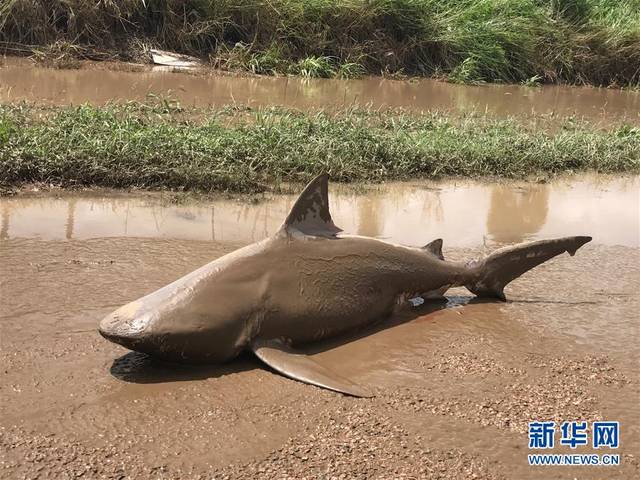 鲨鱼搁浅(组图)