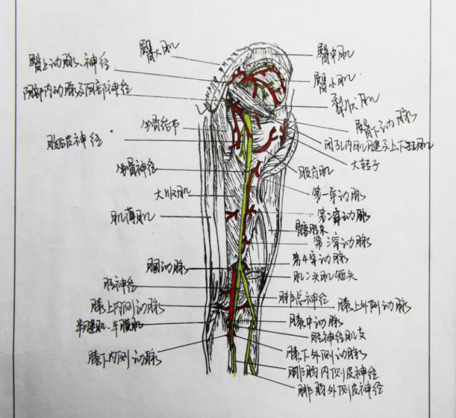 让人叹为观止的手绘解剖图主人居然是.看完这个