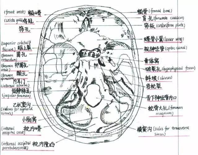 让人叹为观止的手绘解剖图主人居然是.看完这个