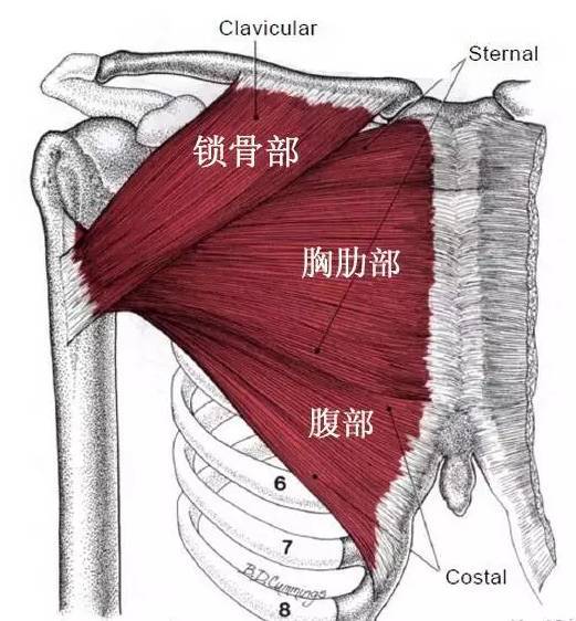 血滴子内衣什么梗(2)