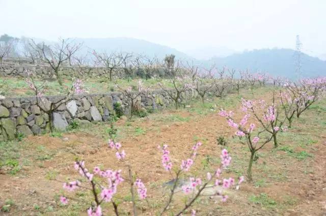 赏桃花不用走遍"四海八荒,象山这些地方美如仙境!