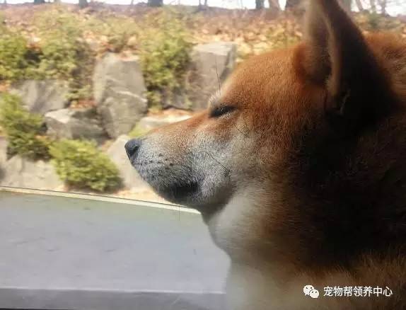 好痛啊啊啊!柴犬超级浮夸表情你打多少分?