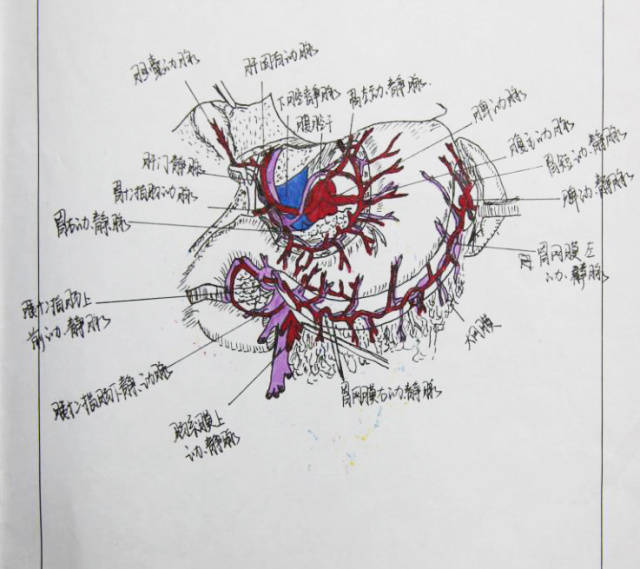 让人叹为观止的手绘解剖图主人居然是.看完这个