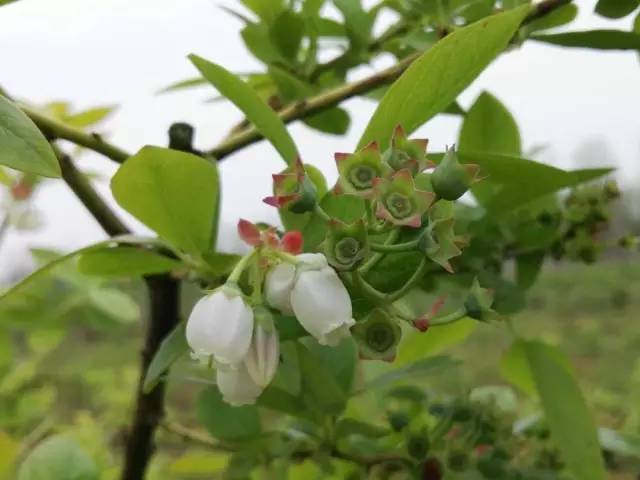 这就是 蓝莓花的样子.