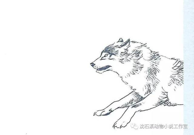 "狼王:强者宣言"——动物小说的艺术世界节选(二)