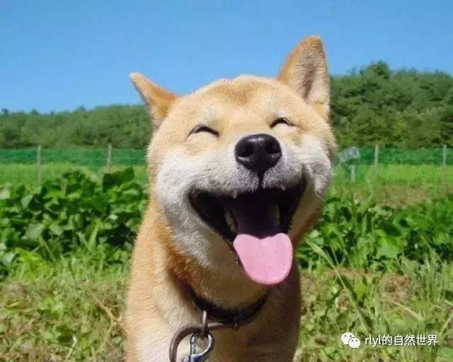 很多小伙伴都在网上见过这张笑得很开心的柴犬照片