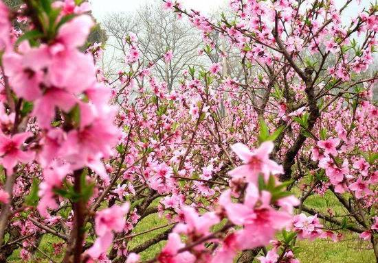 圩墩遗址公园桃花节