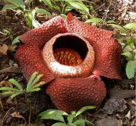 几种自然界最丑最臭的植物:有一种花可吞噬老鼠