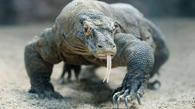 发现史前巨蜥 |《金刚:骷髅岛》的怪兽奇观,印尼科莫多国家公园应有尽