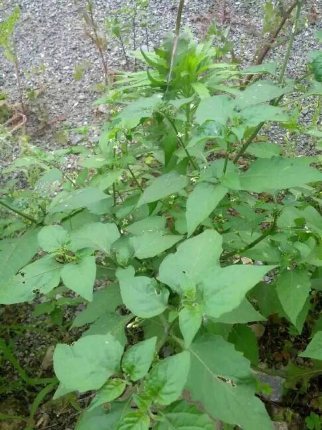 吃法推荐:上汤白花菜,白花菜炒蛋/炒肉,凉拌白花菜,白花菜烧鲫鱼等