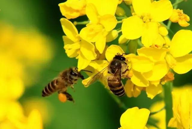 随着温度升高蒸腾起的浓烈原始的泥土和花香萦绕身边,忙碌的小蜜蜂