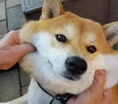 致敬我们用过的汪届表情包鼻祖 16岁日本柴犬"北登"去世