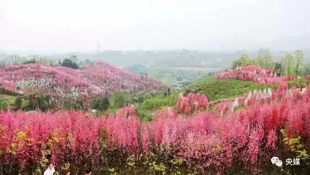 2,青白江姚渡龙门桃花沟 千年姚渡千年诗,一树桃花一树情