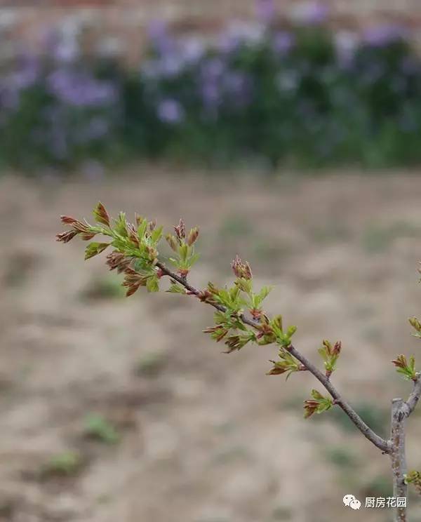 山楂树嫩芽酱美,你造吗?