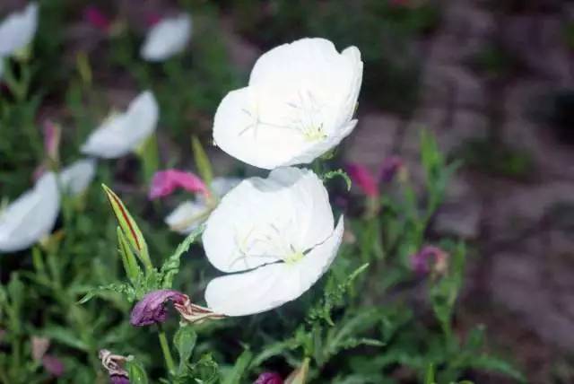 高德敏飞虎队月亮花