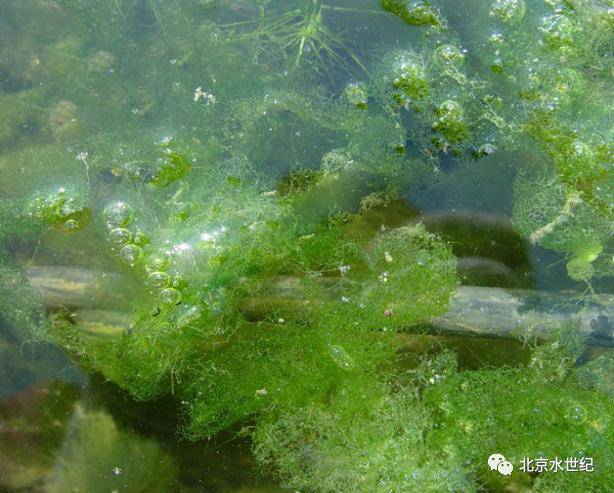 青苔是丝状绿藻(双星藻,转板藻和水绵)的总称,可分为水绵藻,水网藻